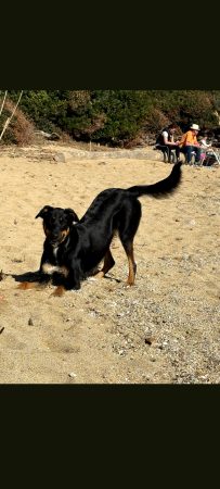 Donne beauceron croisé border collie – Chien / Chiot à donner à Les Arcs Sur Argens (83) (photo 2)