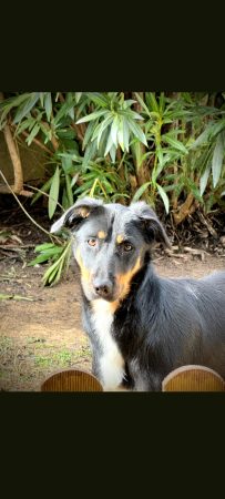 Donne beauceron croisé border collie – Chien / Chiot à donner à Les Arcs Sur Argens (83) (photo 3)