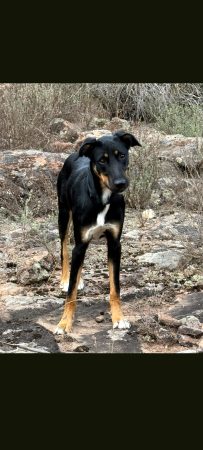 Donne beauceron croisé border collie Donne beauceron croisé border collie – Chien / Chiot à donner à Les Arcs Sur Argens (83)