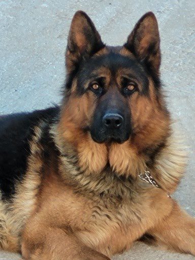 Donne Berger allemand – Chien / Chiot à donner à Limoges (87) (photo 2)