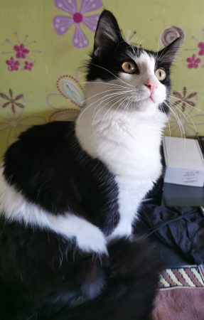 Donne chat 16 Mois – Chat / Chaton à donner à Nantes (44)
