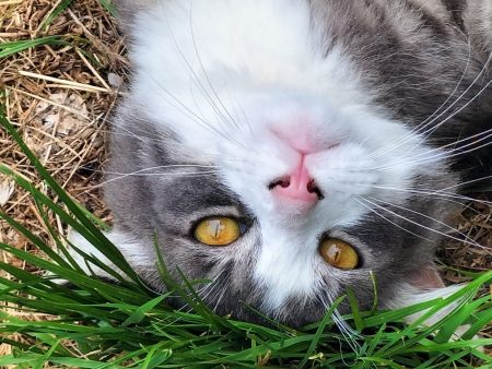 Donne chat adulte sterilisé – Chat / Chaton à donner à Sancoins (18) (photo 2)