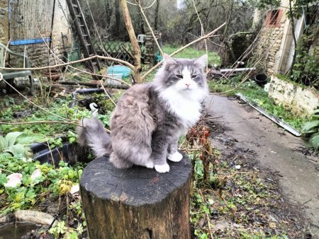 Donne chat adulte sterilisé – Chat / Chaton à donner à Sancoins (18) (photo 3)