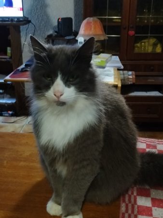 Donne chat adulte sterilisé – Chat / Chaton à donner à Sancoins (18)
