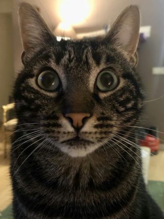 Donne Chat européen, 6 ans, pucé, vacciné, castré. – Chat / Chaton à donner à Cuers (83)