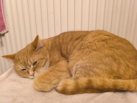Donne chat Européen tigré roux et blanc âgé de 10 ans Donne chat Européen tigré roux et blanc âgé de 10 ans – Chat / Chaton à donner à Fleury-En-Bière (77) (photo 2)