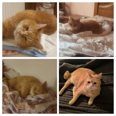 Donne chat Européen tigré roux et blanc âgé de 10 ans Donne chat Européen tigré roux et blanc âgé de 10 ans – Chat / Chaton à donner à Fleury-En-Bière (77) (photo 3)