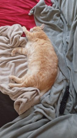Donne chat Européen tigré roux et blanc âgé de 10 ans – Chat / Chaton à donner à Fleury-En-Bière (77)