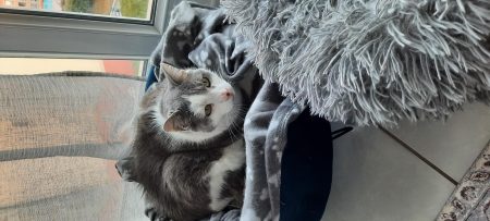 Donne chat femelle senior – Chat / Chaton à donner à Metz (57)