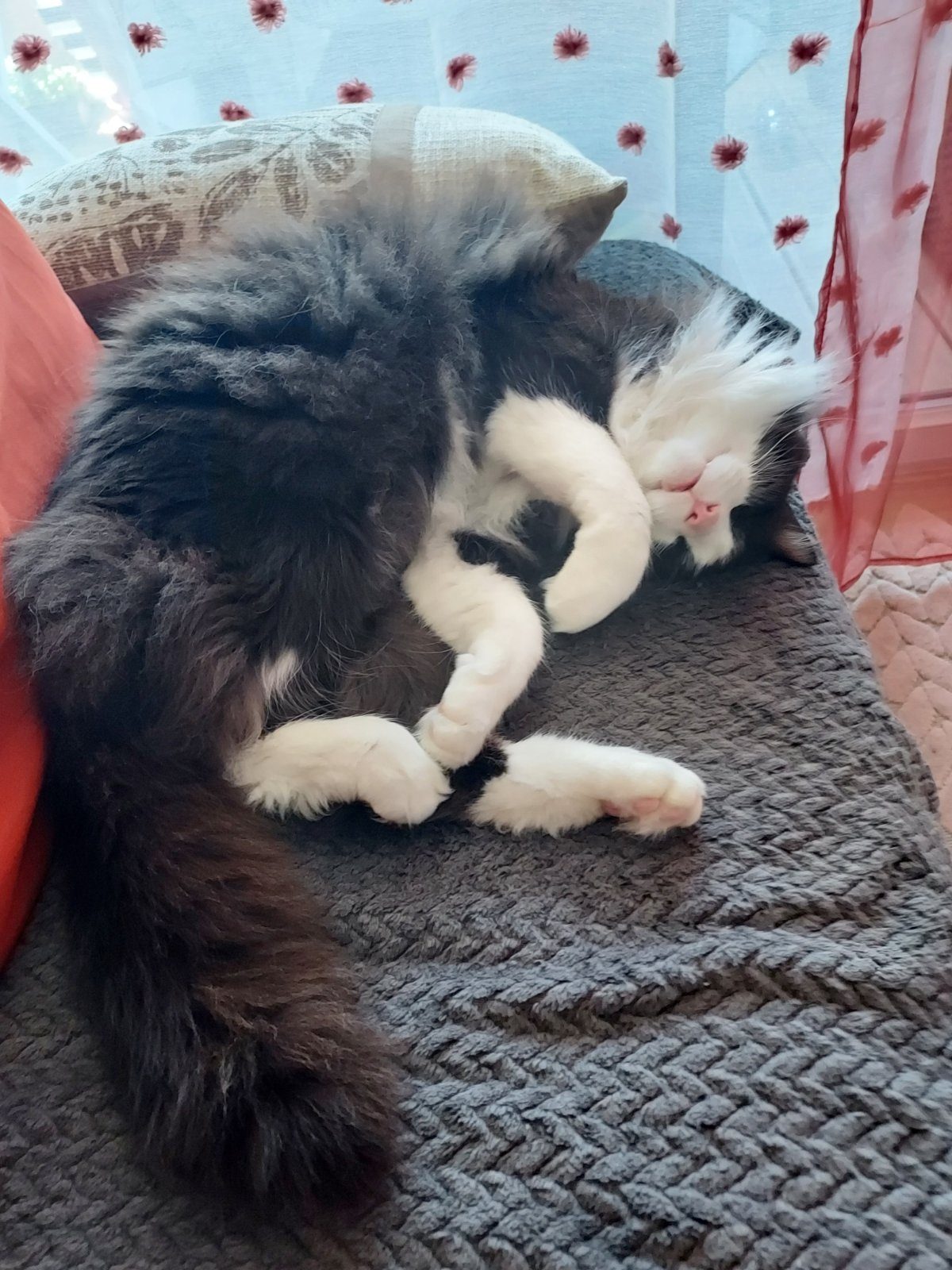 Donne chat mâle noir et blanc Donne chat mâle noir et blanc – Chat / Chaton à donner à Palavas-Les-Flots (34) (photo 2)