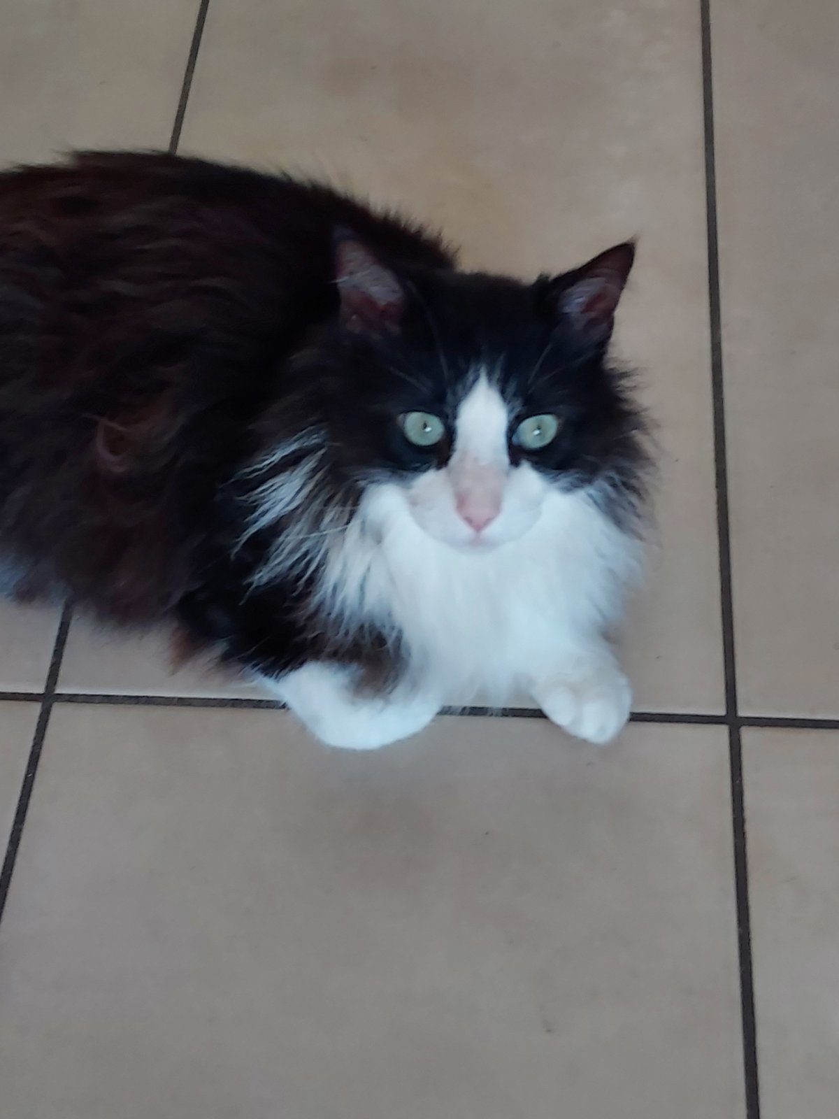 Donne chat mâle noir et blanc – Chat / Chaton à donner à Palavas-Les-Flots (34)