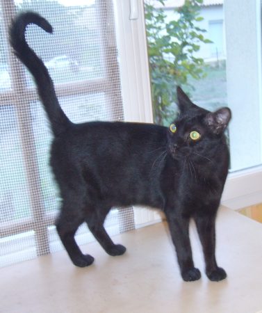 Donne chat noir – Chat / Chaton à donner à Availles En Chatellerault (86)