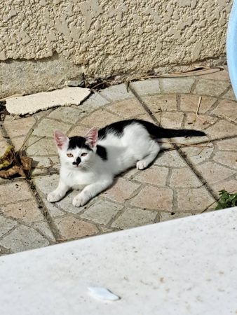 Donne chaton blanc et noir sevré de plus de 3 mois – Chat / Chaton à donner à Perdreauville (78)