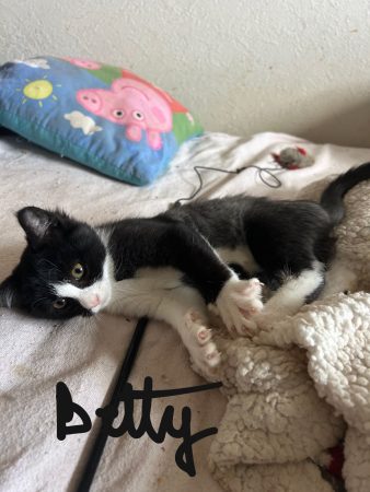 Donne chaton femelle noire et blanche – Chat / Chaton à adopter à Charly Sur Marne (02)