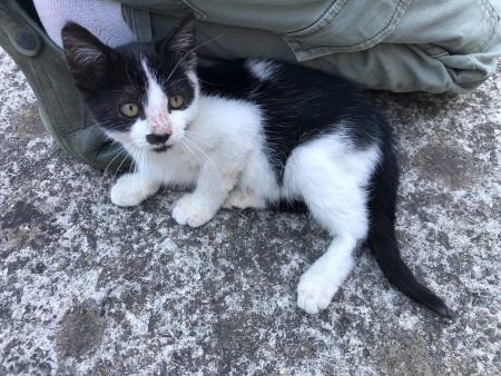 Chaton mâle 12 semaines – Chien / Chiot à donner à Nordausques (62)
