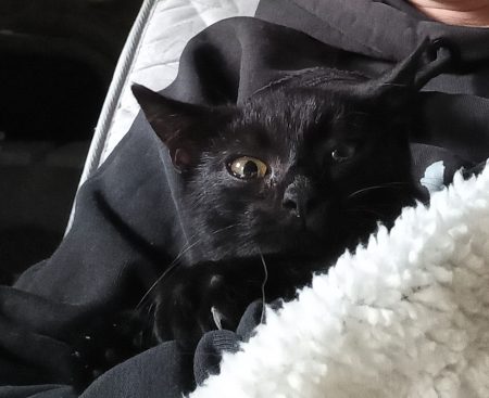 Donne chaton noir 3mois environ – Chat / Chaton à donner à Lanobre (15)