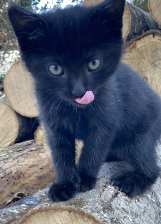 Donne chaton sevré jolie femelle noire yeux dorés Donne chaton sevré jolie femelle noire yeux dorés – Chat / Chaton à donner à Mers-Sur-Indre (36) (photo 2)