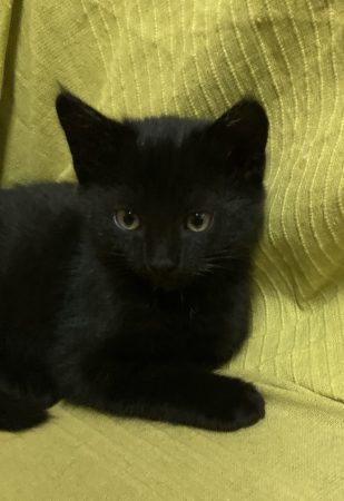 Donne chaton sevré jolie femelle noire yeux dorés Donne chaton sevré jolie femelle noire yeux dorés – Chat / Chaton à donner à Mers-Sur-Indre (36) (photo 3)