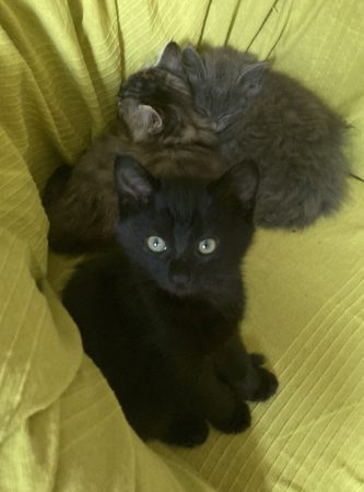 Donne chaton sevré jolie femelle noire yeux dorés – Chat / Chaton à donner à Mers-Sur-Indre (36)