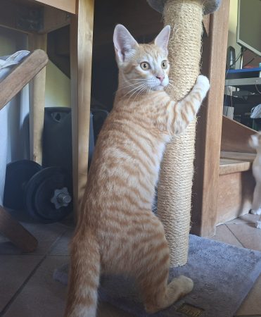 Donne chaton tigré roux très affectueux – Chat / Chaton à donner à Gardanne (13)