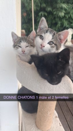 Donne chatons 3 mois a la fin de octobre. – Chat / Chaton à donner à La Suze-Sur-Sarthe (72)