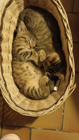 Donne chatons tigrés – Chat / Chaton à donner à Boffres (07)