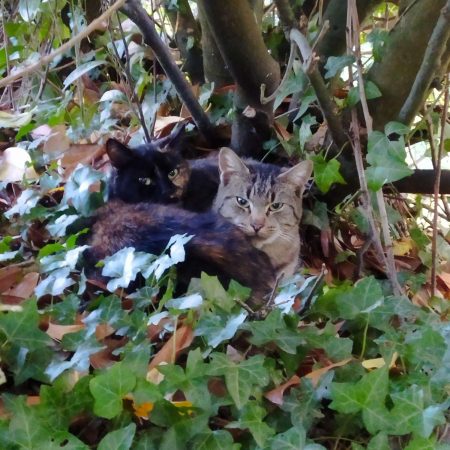 Donne chats – Chat / Chaton à donner à Meillac (35)