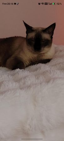Donne chatte siamoise de 10 ans – Chat / Chaton à donner à Marseille (13)