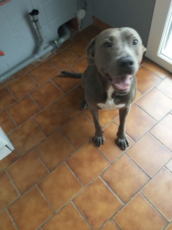 Donne chien 6 ans – Chien / Chiot à donner à Perpignan (66)