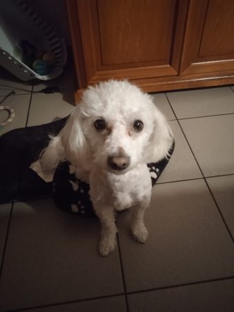 Donne chien bichon a poil frisé – Chien / Chiot à donner à Calais (62)