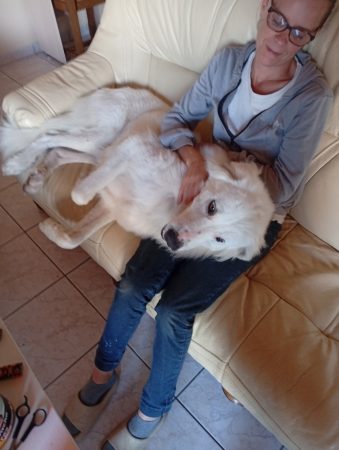 Donne chien des Pyrénées – Chien / Chiot à donner à Saint Jean De Monts (85)