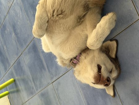 Donne chienne de 2 ans – Chien / Chiot à donner à Loos-En-Gohelle (62) (photo 2)