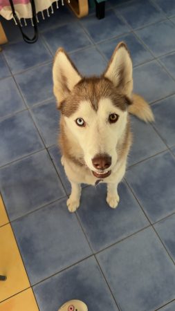 Donne chienne de 2 ans – Chien / Chiot à donner à Loos-En-Gohelle (62)