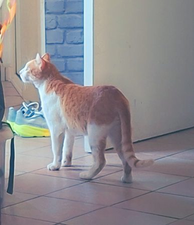 Donne jeune chat adulte – Chat / Chaton à donner à Gardanne (13)