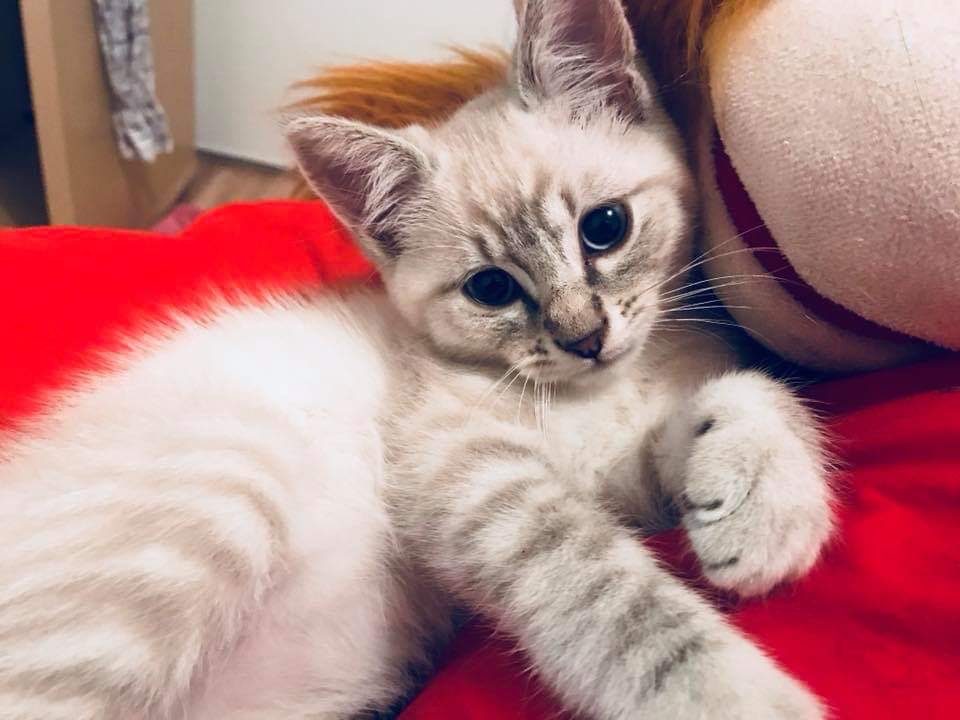 Donne jeune Chat de cinq ans – Chat / Chaton à donner à Rochefort (17) (photo 2)