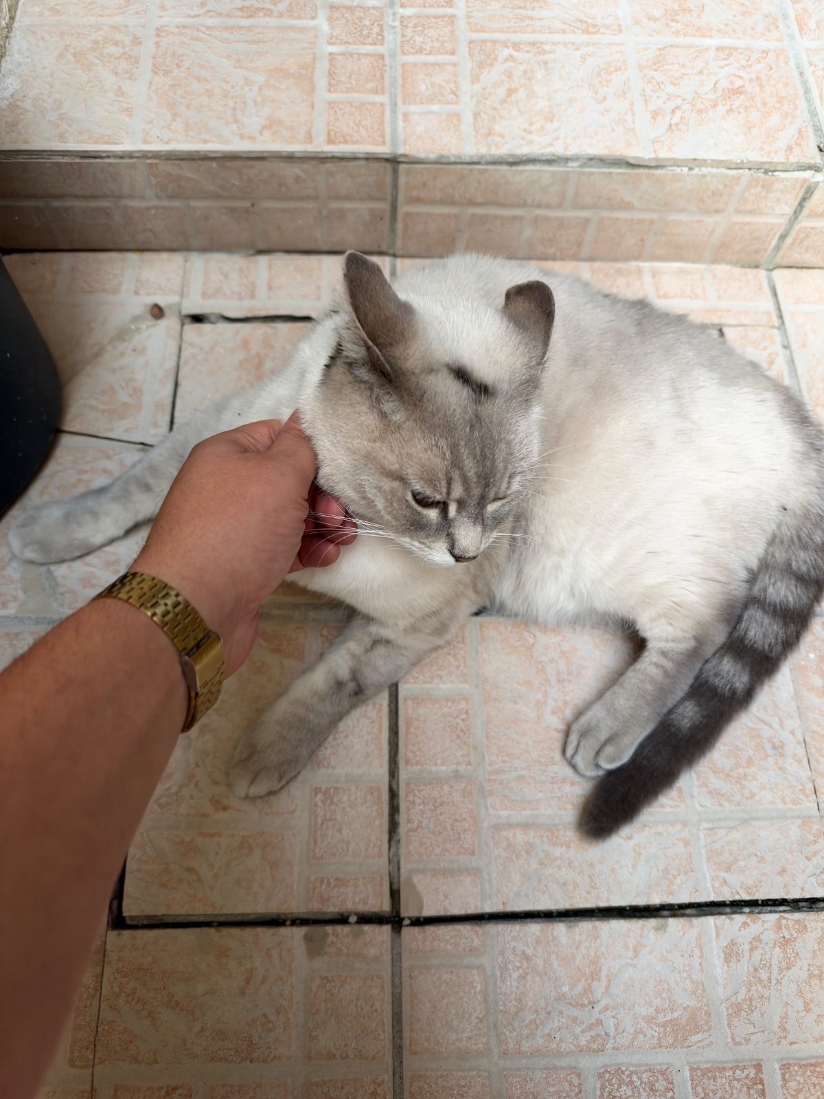 Donne jeune Chat de cinq ans – Chat / Chaton à donner à Rochefort (17) (photo 3)