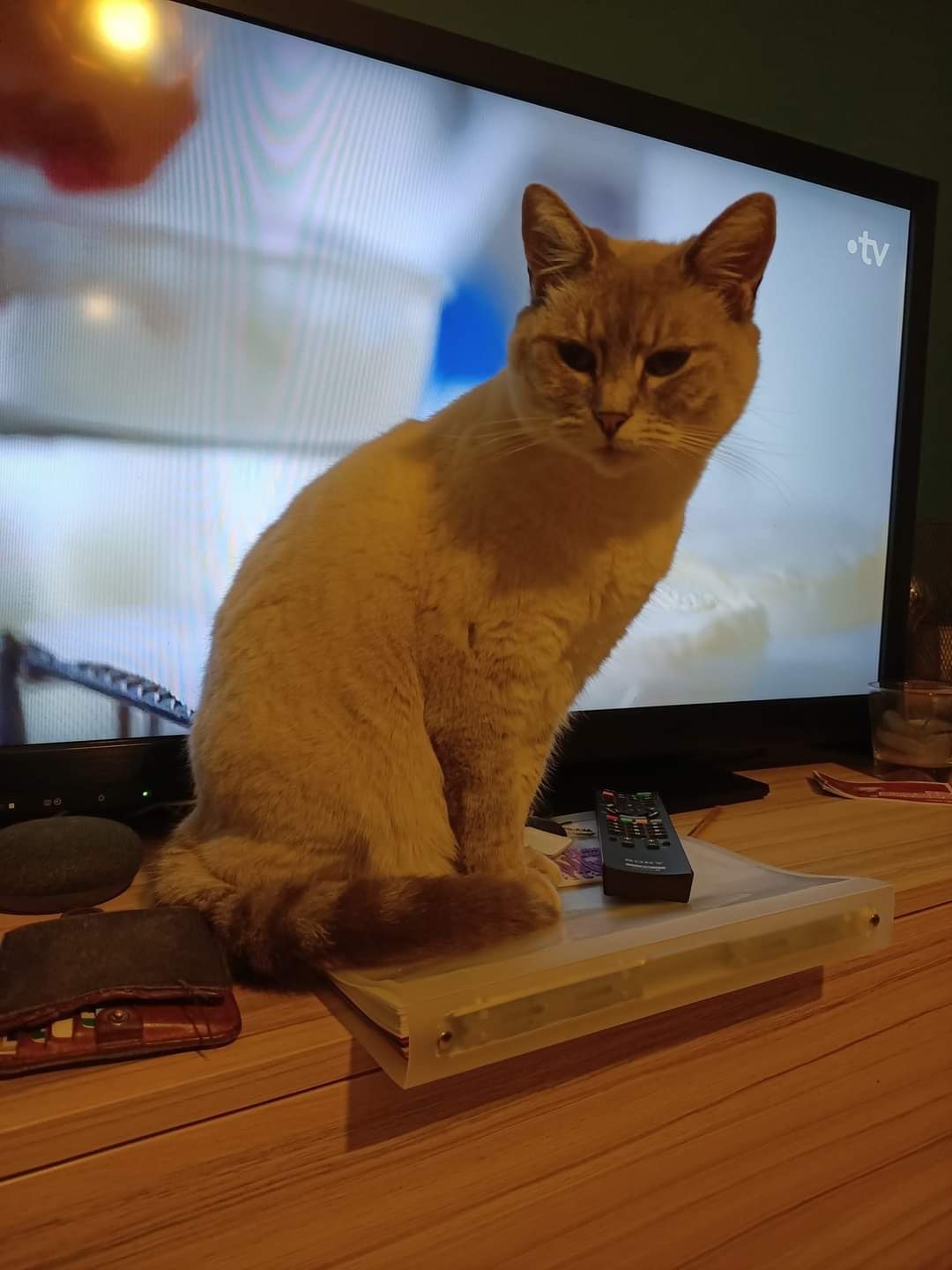 Donne jeune Chat de cinq ans – Chat / Chaton à donner à Rochefort (17)