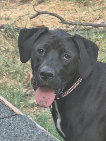 Donne Labrador croisée boxer – Chien / Chiot à donner à Saint-Alban (31)