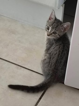 Donne petit chatons 3 mois – Chat / Chaton à donner à Mimizan (40)