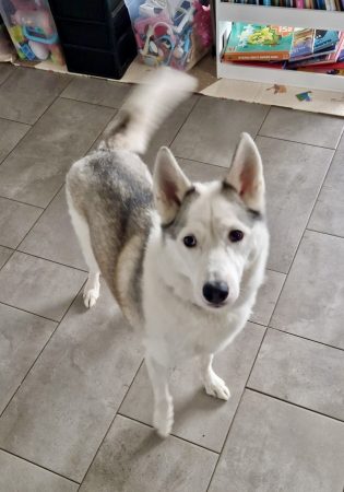 Donne Piama, husky femelle 6 ans – Chien / Chiot à donner à Metz (57) (photo 2)