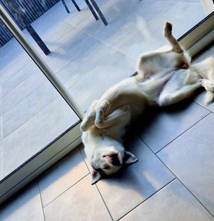 Donne Piama, husky femelle 6 ans – Chien / Chiot à donner à Metz (57) (photo 3)