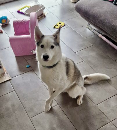 Donne Piama, husky femelle 6 ans – Chien / Chiot à donner à Metz (57)