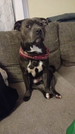 Donne Ulysse 3ans – Chien / Chiot à donner à Faulquemont (57)