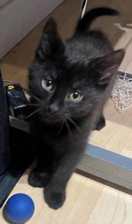 Donnes chatons – Chat / Chaton à donner à Sarcelles (95)