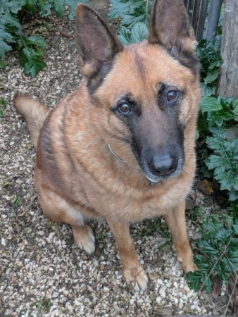 ,Donnons berger belge.de 11ans – Chien / Chiot à donner à Villeneuve De La Raho (66)