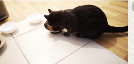 Jolie chat,yeux verts et rond, pelage très doux et gris foncé – Chat / Chaton à donner à Verneuil Sur Seine (78) (photo 2)
