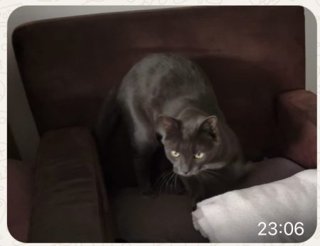 Jolie chat,yeux verts et rond, pelage très doux et gris foncé – Chat / Chaton à donner à Verneuil Sur Seine (78) (photo 3)
