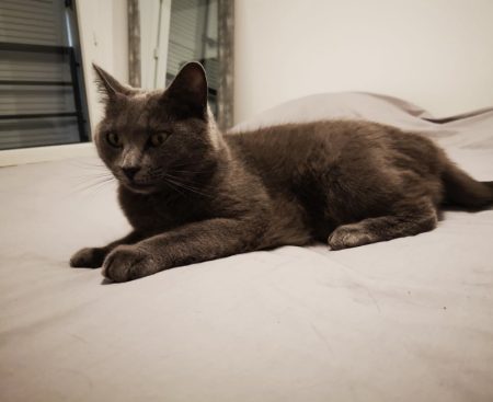 Jolie chat,yeux verts et rond, pelage très doux et gris foncé – Chat / Chaton à donner à Verneuil Sur Seine (78)