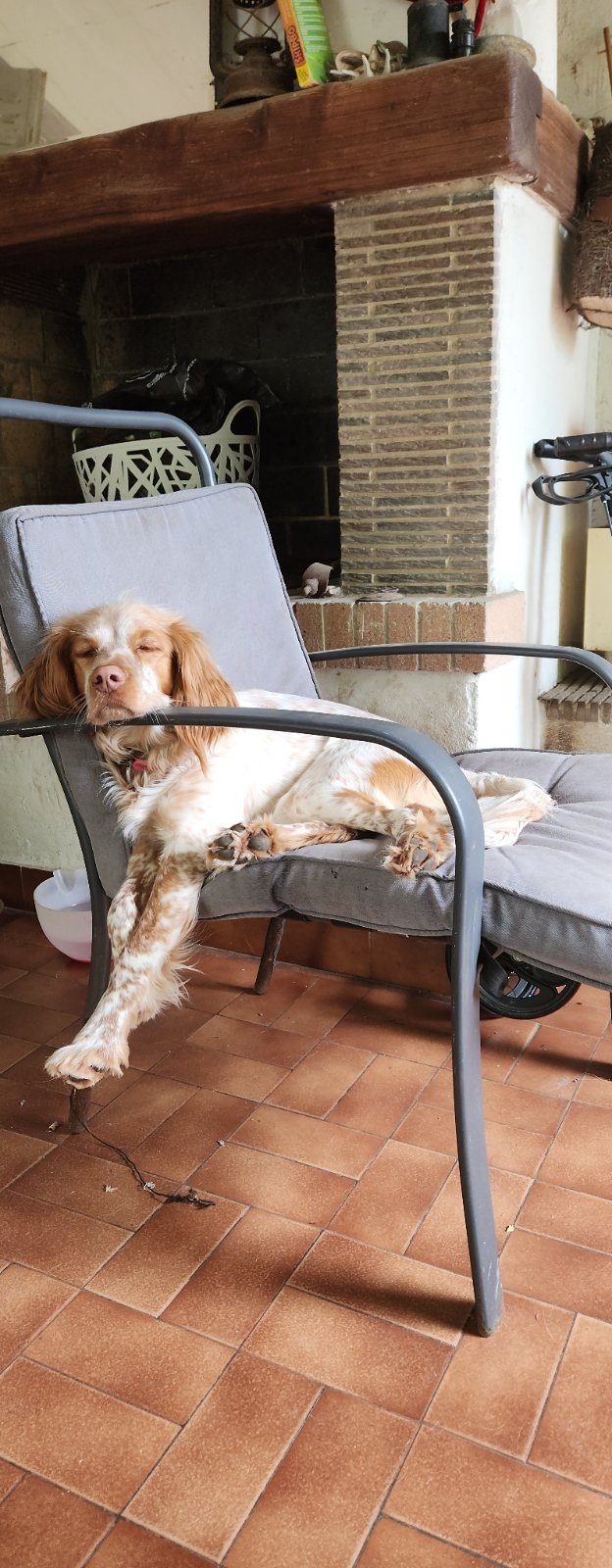 Magnifique femelle Épagneul – Chien / Chiot à donner à Sète (34)