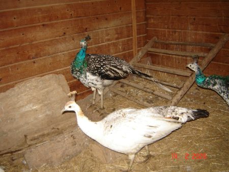 Paon nigripène Paon nigripène – Autre animal à vendre à St.andré En Morvan (58) (photo 2)